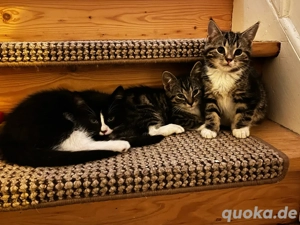 3 Kitten suchen neue Dosenöffner