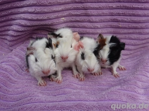 Meerschweinchen aus Hobbyzucht  >>>> Meerschweinchenhobbyzucht-Berlin 
