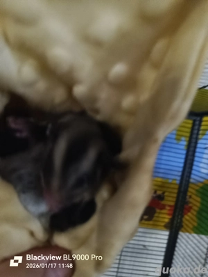 2 Sugar Glider Männchen Jungtiere 