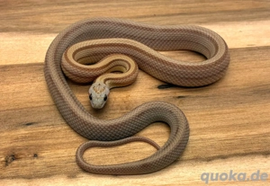 0.1 Caramel Striped 2025