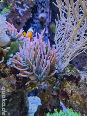 Entacmaea Quadricolor "Sunburst" Rainbow