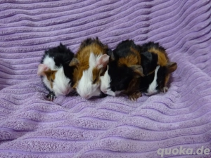 Meerschweinchen aus Hobbyzucht  >>>> Meerschweinchenhobbyzucht-Berlin 