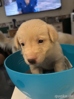 Welpen suchen ein neues Zuhause