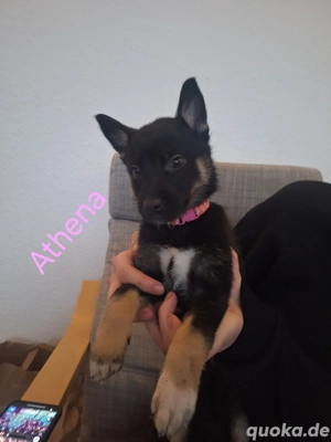 Mama Malinoi, Papa Huski 