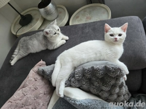 2 süsse Geschwister bkh