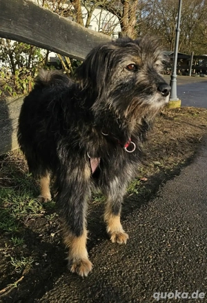 Sanfte Finja sucht ruhiges Körbchen