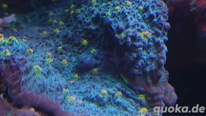 Meerwasser,Chalice Ableger