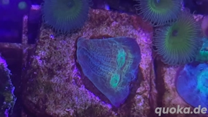 Meerwasser,Chalice Ableger Bild 4