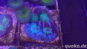 Meerwasser,Chalice Ableger Bild 5