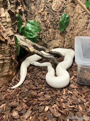 Sonderfarbe Königspython 