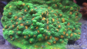 Meerwasser,Chalice Ableger Bild 3