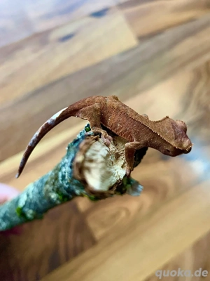 0.0.1 Correlophus Ciliatus (Kronengecko) RedPhantom Gecko