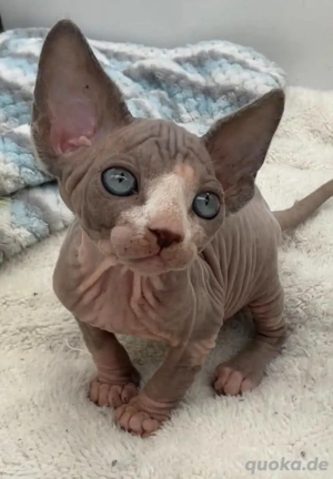 Reinrassige Sphynx-Kätzchen mit Papieren