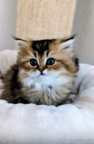 BLH Mädchen sucht ein Zuhause