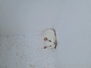 Meerschweinchen-Jungtiere