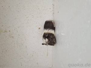 Meerschweinchen-Jungtiere Bild 2