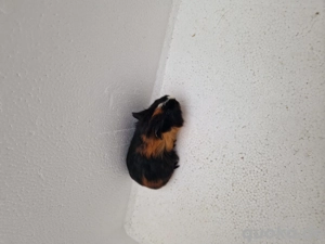 Meerschweinchen-Jungtiere Bild 5