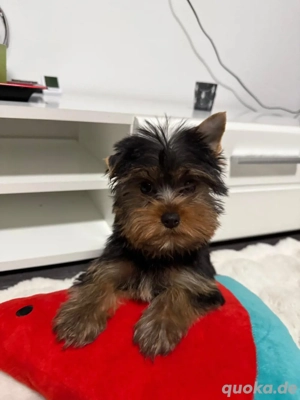 Yorkshire Terrier Welpen