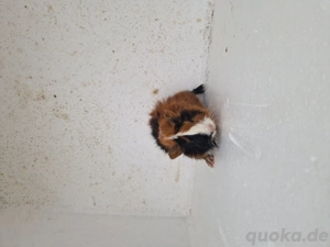 Meerschweinchen-Jungtiere Bild 3