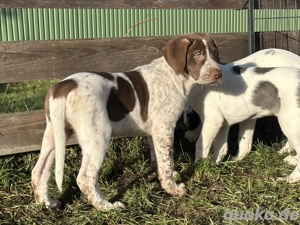 Mischlingswelpen - Doggen Mischlinge 