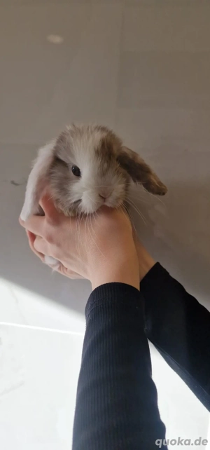 mini lop kaninchen 