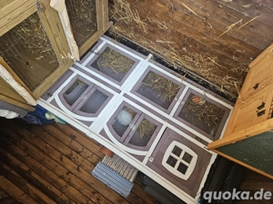 Hasen Famiele abzugeben.auch einzelnt