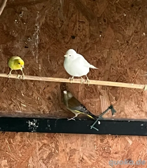 kanarienvögel Grünfink 