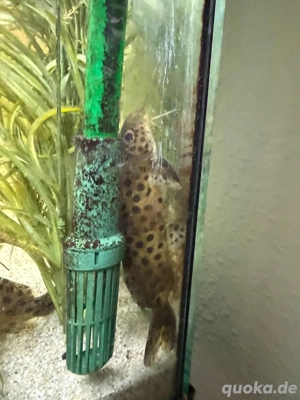 EILT: 2 Fiederbartwelse zu verkaufen ca 8 Jahre alt