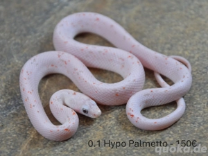 Palmetto-Kornnattern eigene NZ Okt. 2025