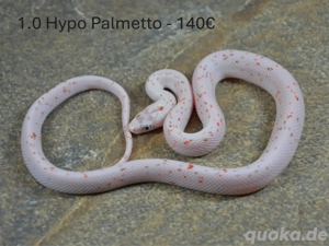 Palmetto-Kornnattern eigene NZ Okt. 2025