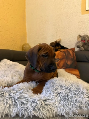2 Rhodesian Ridgeback Welpen  Bild 5