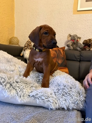 2 Rhodesian Ridgeback Welpen  Bild 4
