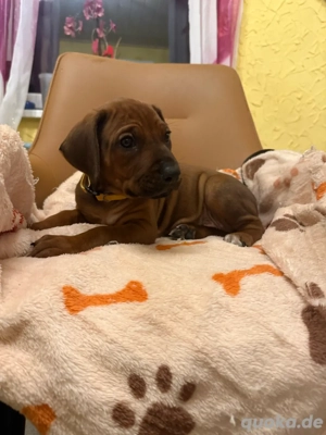 2 Rhodesian Ridgeback Welpen  Bild 2