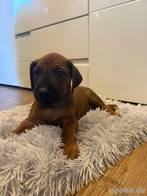 2 Rhodesian Ridgeback Welpen  Bild 3