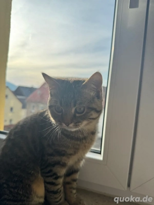 Verkaufe meine Britisch kurzhaar Katze mischling