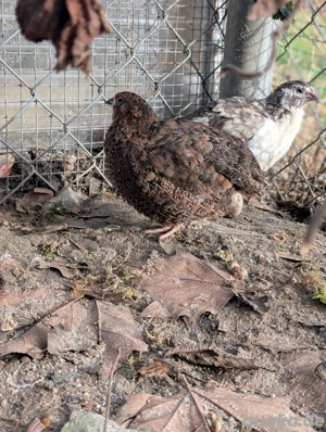 Legewachteln Bruteier Wachteln