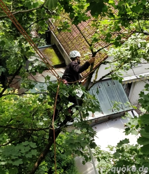 Baumpflege, Baumfällung, Gartenpflege, Baggerarbeiten