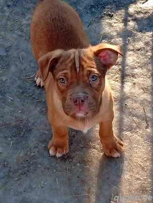 Australien Shepherd OEB Welpen 1 Liebevoller Rüde in gute  Liebevolle Hände abzugeben