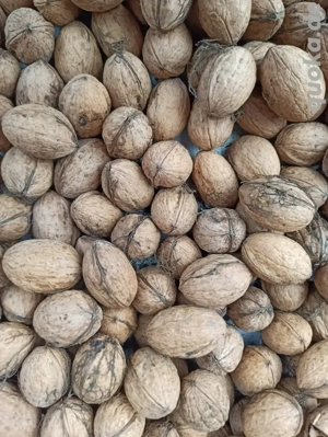 bio Walnüsse von 2025