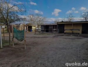 Offenstall für Wallach frei - Nachts Paddockbox