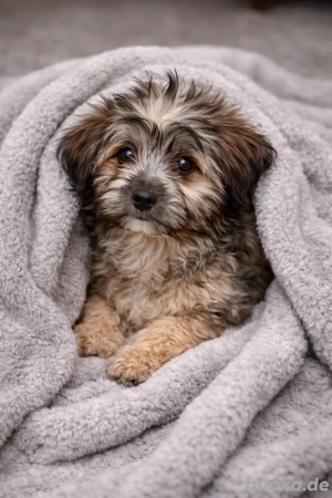 Maltipoo rüde mit gesundheitszeugniss