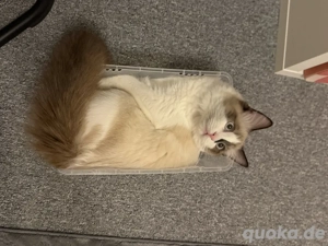 Ragdoll Kater kastriert super lieb
