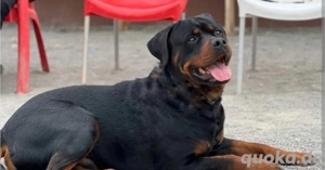 Reinrassiger Rottweiler Rüde mit Papiere