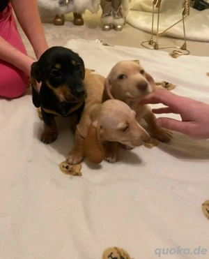Dackelwelpen