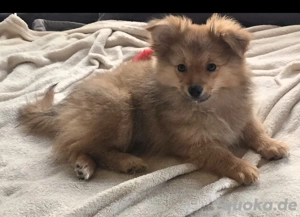 Kleinspitz Welpen 