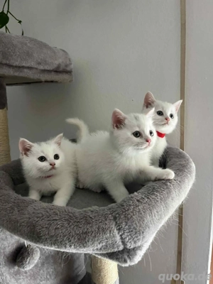 Bkh Kitten ab dem 06.02.2026 Abgabereit!