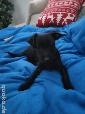 Kleiner Welbe sucht neues Zuhause 