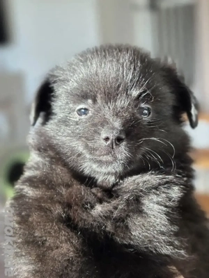 Pomchi Welpen Pomeranian    Chihuahua 