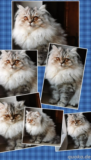 Wir haben noch einen Blue Smoke Boy und einTabby silver Mädchen 