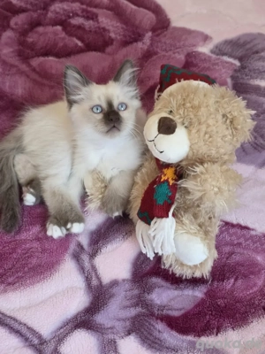 Reinrassige Heilige Birma